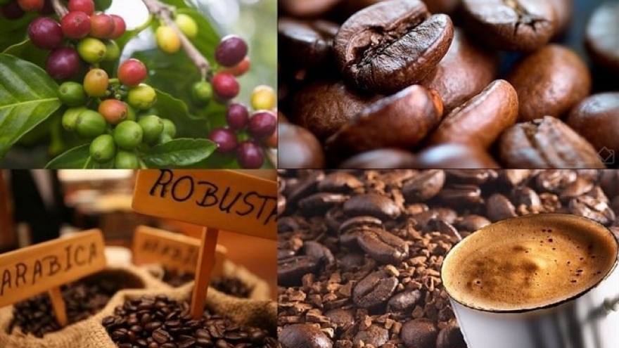 Vietnam remains largest supplier of coffee to Spanish market